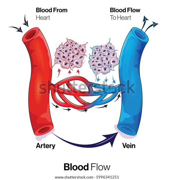 Gaseous and nutrient exchange between cells and blood\
vessel. 