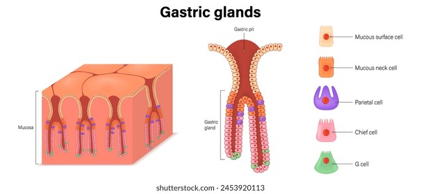 Gastric Glands vector. Structure of the stomach. Cells of digestive epithelium.