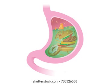 Gastric Juice Digesting Many Food In Stomach. Illustration About Digestive System.