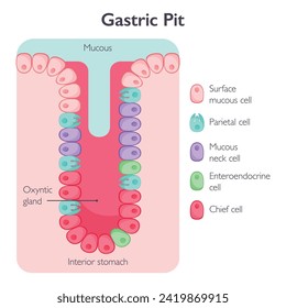 Gastric pit cells vector illustration graphic diagram