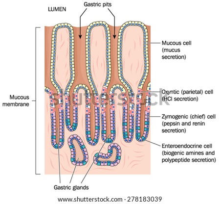 Gastric pits and glands, plus secretory cells of the stomach lining.  Created in Adobe Illustrator.  EPS 10.