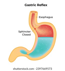 Gastric Reflex Science Design Vector Illustration