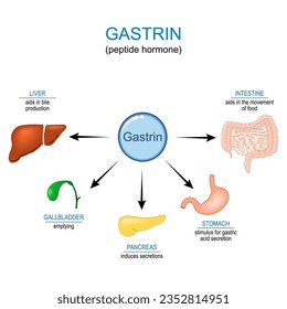 Gastrin hormone Function. Gastrointestinal hormone that affects Gastric acid secretion in stomach, aids in bile production in liver, pancreas induces secretions, aids in the movement of food