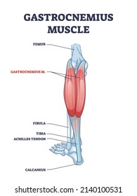 Gastrocnemius muscle with leg and ankle anatomical structure outline diagram. Labeled educational medical scheme with achilles tendon, calcaneus, long femur, fibula and tibia bones vector illustration