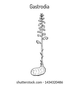 Gastrodia elata, medicinal plant. Hand drawn botanical vector illustration
