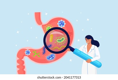 Gastroenterology. Doctor inspect stomach by Magnifying glass. Scientist studying gastrointestinal tract and digestive system. Physician doing analysis of gut microorganisms. Vector illustration