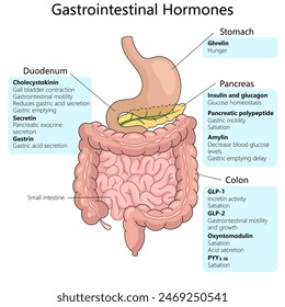 Gastrointestinale Hormone, einschließlich ihrer Herkunft im Magen, Zwölffingerdarm, Pankreas und Kolon, und ihre spezifischen Funktionen schematische Vektorillustration. Medizin-Bildungs-Illustration