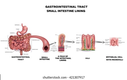 Gastrointestinal system, small intestine villi and epithelial cell with microvilli detailed illustration.