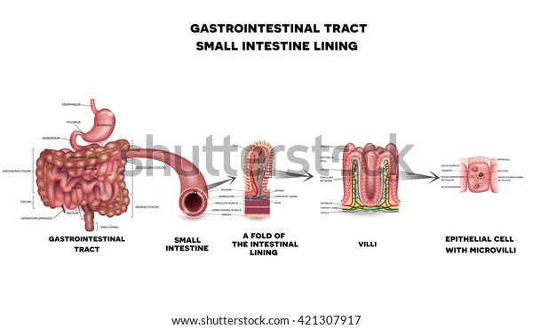 Gastrointestinal system, small\
intestine villi and epithelial cell with microvilli detailed\
illustration.