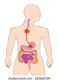 Gastrointestinal tract