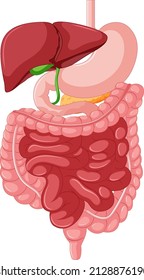 Gastrointestinal Tract Anatomy For Education Illustration