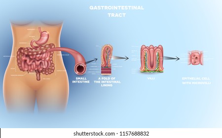 Gastrointestinal tract anatomy. Intestinal villi, small intestine lining, epithelial cells with microvilli detailed illustration.