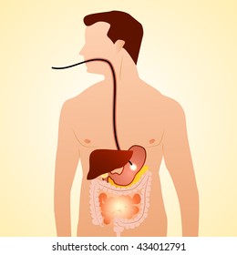 Gastrointestinal tract in gastroenterology. Taking care of the stomach and liver, and human treatment of diseases associated with it. Vector illustration.