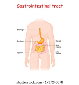 Gastrointestinal tract. guts, appendix, esophagus, stomach, large intestine, small intestine, and duodenum. Digestive tract. Vector illustration for Medicine, biology and Education use.