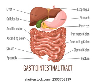 Tracto gastrointestinal. Anatomía del sistema digestivo humano, pancarta infográfica. Hígado, estómago, páncreas, vesícula biliar, intestinos. Concepto médico. Vector