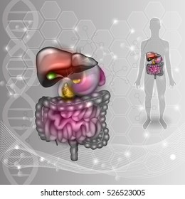 Gastrointestinal tract, human silhouette abstract scientific grey background