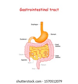 gastrointestinal tract includes all structures between the esophagus and  anus.  Human anatomy.