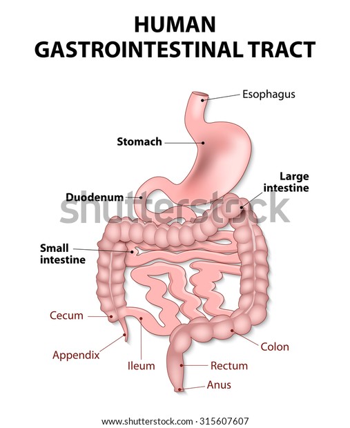 gastrointestinal tract includes all\
structures between the esophagus and  anus.  Human\
anatomy.