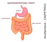 Gastrointestinal tract. Intestines, guts, stomach isolated on white background. Digestive tract. Colon, bowel. Medicine, biology concept. Vector cartoon design