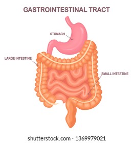 Gastrointestinal tract. Intestines, guts, stomach isolated on white background. Digestive tract. Colon, bowel. Medicine, biology concept. Vector cartoon design