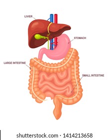 Gastrointestinal tract. Intestines, guts, stomach, liver isolated on white background. Digestive tract. Colon, bowel. Medicine, biology concept. Vector cartoon design