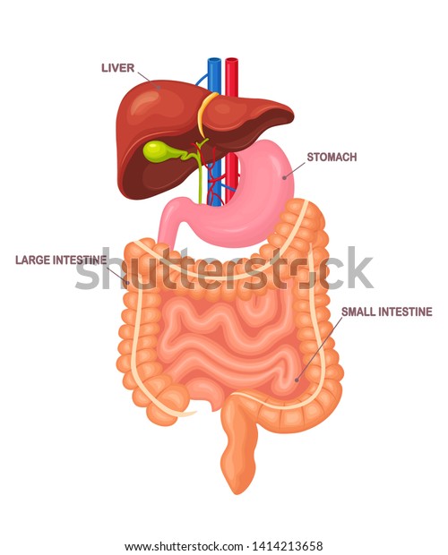 消化管 白い背景に腸 内臓 胃 肝臓 消化管 腸 腸 医学 生物学のコンセプト ベクターカートーンデザイン のベクター画像素材 ロイヤリティフリー