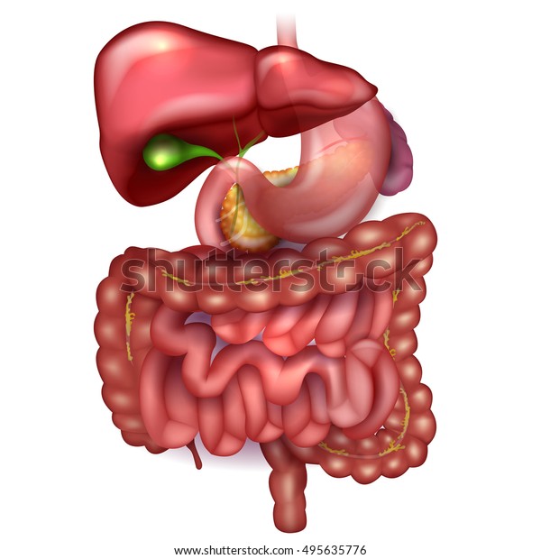 白い背景に消化管 肝臓 胃 その他の周辺臓器 詳細なカラフルな描画 のベクター画像素材 ロイヤリティフリー