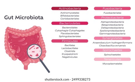 Gráfico de Ilustración vectorial del microbioma del tracto gastrointestinal