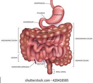 Gastrointestinal tract. Stomach, small intestine and colon. Beautiful bright illustration.