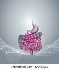 Gastrointestinal Tract. Stomach, Small Intestine And Colon. Beautiful Bright Illustration.