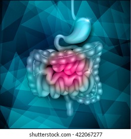 Gastrointestinal tract. Stomach, small intestine and colon, beautiful bright illustration.