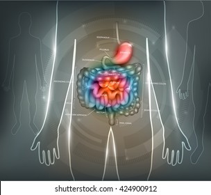 Gastrointestinal tract. Stomach, small intestine and colon on an abstract grey background.