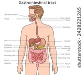 Gastrointestinal tract structure diagram hand drawn schematic vector illustration. Medical science educational illustration