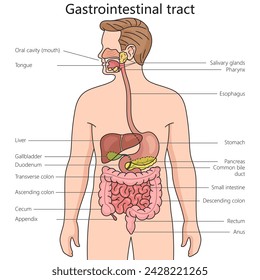 Diagrama de estructura del tracto gastrointestinal dibujado a mano ilustración esquemática vectorial. Ilustración educativa de ciencias médicas