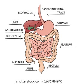 GASTROINTESTINAL TRACT STRUCTURE Medicine Education Diagram