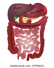 Gastrointestinal tract. White background.