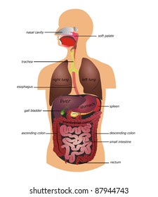 Gastrointestinal tract. White background.