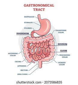 Gastronomical tract and digestive system isolated structure outline diagram. Labeled educational human stomach with medical titles vector illustration. Duodenum, jejunum and ileum location explanation