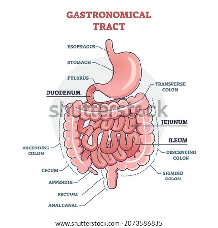 Gastronomical tract and digestive system isolated structure outline diagram. Labeled educational human stomach with medical titles vector illustration. Duodenum, jejunum and ileum location explanation