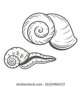 Gastropod Mollusks: Snail and Slug Line Art