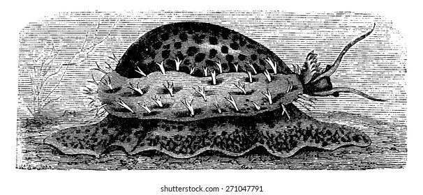 Gastropod (Porcelain) crawling, vintage engraved illustration. La Vie dans la nature, 1890.