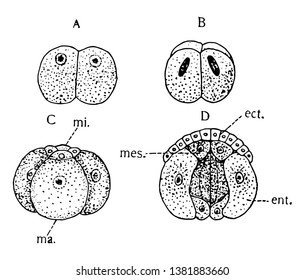 Gastropod Segmentation is a highly diverse group of mollusks that include between 60000 and 80000 living species, vintage line drawing or engraving illustration.