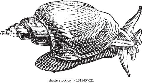 Gastropoda, From the Dictionary of Word and Things, 1888.