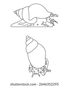 Gastropods Common Whelk Gastropods Common Whelk Gastropods Common Whelk