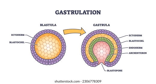 Gastrulation as early developmental process for embryo transformation tiny person concept. Labeled educational medical scheme with blastula and gastrula microbiological structure vector illustration.