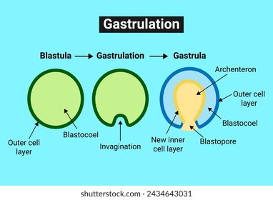 Gastrulation is the stage in the early embryonic development of most animals