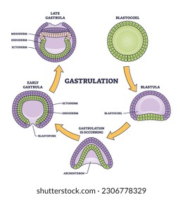 Gastrulation stages as early embryo development process outline diagram. Labeled educational scientific scheme with blastocoel, blastula and gastrula microbiological structure vector illustration.