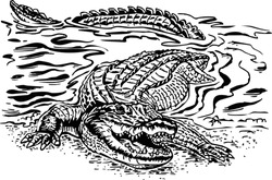 Gator Coming Out Of Water Vector Illustration