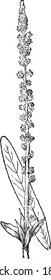 Gaude flower, From the Dictionary of Word and Things, 1888.