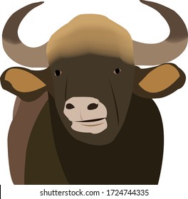 The Gaur, or Indian Bison, Bos gaurus, at Kanha National Park, Madhya Pradesh, India.